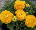 Haveranunkel F1 'Bloomingdale II Golden Yellow Shades', Tidligt blomstrende forårspragt med tæt fyldte,  appelsingule blomster.