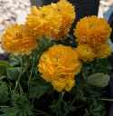 Haveranunkel F1 'Bloomingdale II Golden Yellow Shades', Tidligt blomstrende forårspragt med tæt fyldte,  appelsingule blomster.