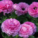 Haveranunkel F1 'Bloomingdale II Pink Shades', blomstrende forårspragt med tætpakkede, fyldte, ceriserosa blomster på kraftige stængler.
