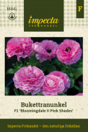 Haveranunkel F1 'Bloomingdale II Pink Shades', blomstrende forårspragt med tætpakkede, fyldte, ceriserosa blomster på kraftige stængler.