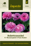 Haveranunkel F1 'Bloomingdale II Pink Shades', blomstrende forårspragt med tætpakkede, fyldte, ceriserosa blomster på kraftige stængler.