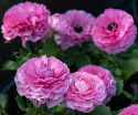 Haveranunkel F1 'Bloomingdale II Pink Shades', blomstrende forårspragt med tætpakkede, fyldte, ceriserosa blomster på kraftige stængler.
