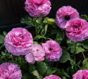 Haveranunkel F1 'Bloomingdale II Pink Shades', blomstrende forårspragt med tætpakkede, fyldte, ceriserosa blomster på kraftige stængler.