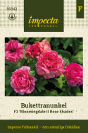 Haveranunkel F1 'Bloomingdale II Rose Shades', Tidligt blomstrende forårspragt med tætpakkede, fyldte blomster i hindbærrøde nuancer.