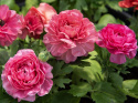 Haveranunkel F1 'Bloomingdale II Rose Shades', Tidligt blomstrende forårspragt med tætpakkede, fyldte blomster i hindbærrøde nuancer.