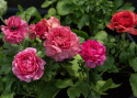 Haveranunkel F1 'Bloomingdale II Rose Shades', Tidligt blomstrende forårspragt med tætpakkede, fyldte blomster i hindbærrøde nuancer.