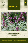 Salvia canariensis 'Lancelot'