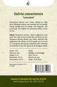 Salvia canariensis 'Lancelot'