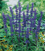Salvia farinacea 'Blue Bedder'