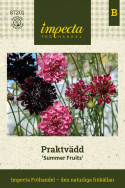 Enkeblomst 'Summer Fruits', blomster i hindbærrød, kirsebærrød og mørk lilla på lange, lette stilke.
