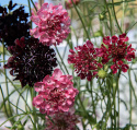 Enkeblomst 'Summer Fruits', blomster i hindbærrød, kirsebærrød og mørk lilla på lange, lette stilke.