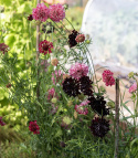 Enkeblomst 'Summer Fruits', blomster i hindbærrød, kirsebærrød og mørk lilla på lange, lette stilke.