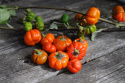 Rød Aubergine ''Pumpkin On-A-Stick'', Usædvanlig aubergine, orangerøde minigræsk