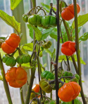 Rød Aubergine ''Pumpkin On-A-Stick'', Usædvanlig aubergine, orangerøde minigræsk