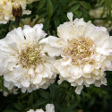 Stor fløjlsblomst 'Sugar & Spice White', Storblomstrende tagetes med cremefarvede, fyldte blomster. 