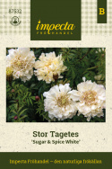 Stor fløjlsblomst 'Sugar & Spice White', Storblomstrende tagetes med cremefarvede, fyldte blomster. 