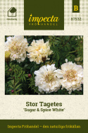 Stor fløjlsblomst 'Sugar & Spice White', Storblomstrende tagetes med cremefarvede, fyldte blomster. 