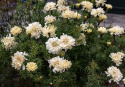 Stor fløjlsblomst 'Sugar & Spice White', Storblomstrende tagetes med cremefarvede, fyldte blomster. 