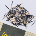 Stor fløjlsblomst 'Sugar & Spice White', Storblomstrende tagetes med cremefarvede, fyldte blomster. 