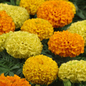 Opret fløjlsblomst F1 'Taishan', Store, tæt fyldte, holdbare blomster i varmt orange, citron- og gyldengult på solide stilke.