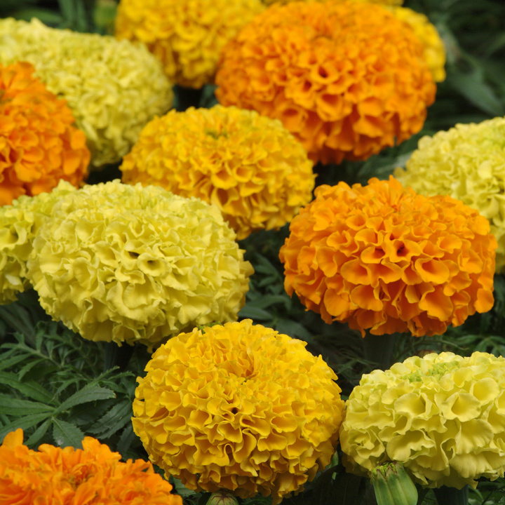 Opret fløjlsblomst F1 'Taishan', Store, tæt fyldte, holdbare blomster i varmt orange, citron- og gyldengult på solide stilke.