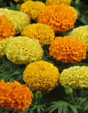 Opret fløjlsblomst F1 'Taishan', Store, tæt fyldte, holdbare blomster i varmt orange, citron- og gyldengult på solide stilke.