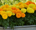 Opret fløjlsblomst F1 'Taishan', Store, tæt fyldte, holdbare blomster i varmt orange, citron- og gyldengult på solide stilke.