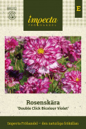 Stolt kavaler ''Double Click Bicolour Violet'', smukke, store, halv- til helt fyldte blomster, tofarvede i hvid og rosaviolet.