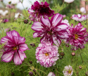 Stolt kavaler ''Double Click Bicolour Violet'', smukke, store, halv- til helt fyldte blomster, tofarvede i hvid og rosaviolet.