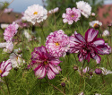 Stolt kavaler ''Double Click Bicolour Violet'', smukke, store, halv- til helt fyldte blomster, tofarvede i hvid og rosaviolet.