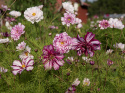 Stolt kavaler ''Double Click Bicolour Violet'', smukke, store, halv- til helt fyldte blomster, tofarvede i hvid og rosaviolet.