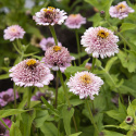 Frøkenhat ''Zinderella Lilac''