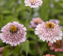 Frøkenhat ''Zinderella Lilac''