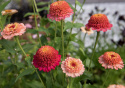 Frøkenhat 'Zinderella Peach', Spektakulære, fyldte, ferskenrosa til koralrøde blomster med tydeligt hævet midte.