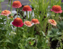 Frøkenhat 'Zinderella Peach', Spektakulære, fyldte, ferskenrosa til koralrøde blomster med tydeligt hævet midte.