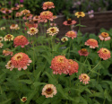 Frøkenhat 'Zinderella Peach', Spektakulære, fyldte, ferskenrosa til koralrøde blomster med tydeligt hævet midte.
