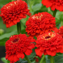 Frøkenhat 'Zinderella Red', Spektakulære, fyldte, strålende højrøde blomster.