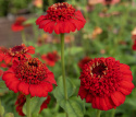 Frøkenhat 'Zinderella Red', Spektakulære, fyldte, strålende højrøde blomster.