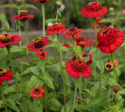 Frøkenhat 'Zinderella Red', Spektakulære, fyldte, strålende højrøde blomster.