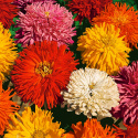 Frøkenhat ''''Burpee Hybrids'''' Kaktusblomst.