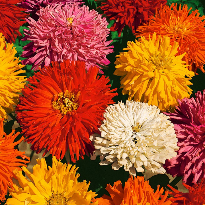 Frøkenhat ''''Burpee Hybrids'''' Kaktusblomst.