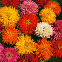 Frøkenhat ''''Burpee Hybrids'''' Kaktusblomst.