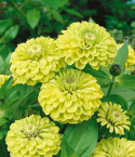 Frøkenhat ''''Green Apple'''', Unik, dahlia-blomstrende sort med fuldt dobbelte,