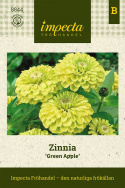 Frøkenhat ''''Green Apple'''', Unik, dahlia-blomstrende sort med fuldt dobbelte,