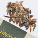 Frøkenhat ''''Green Apple'''', Unik, dahlia-blomstrende sort med fuldt dobbelte,