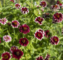 Frøkenhat ''Jazzy Red''
