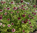 Frøkenhat ''Jazzy Red''