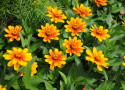 Frøkenhat ''''Zahara Sunburst'''', Blomster i orange, senere med rød stjerne. 