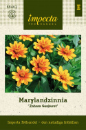 Frøkenhat ''''Zahara Sunburst'''', Blomster i orange, senere med rød stjerne. 