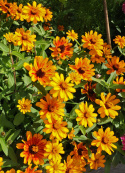 Frøkenhat ''''Zahara Sunburst'''', Blomster i orange, senere med rød stjerne. 